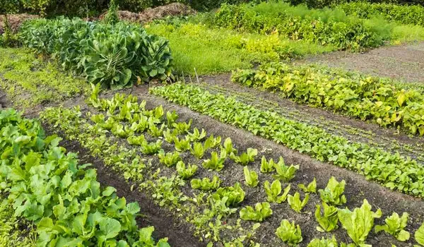 Why is crop rotation crucial for maintaining ..