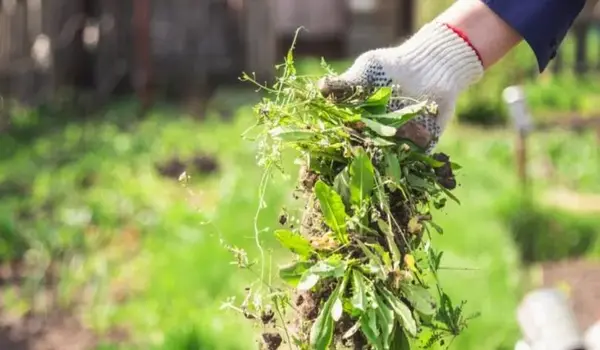 How can farmers effectively manage weeds in l..