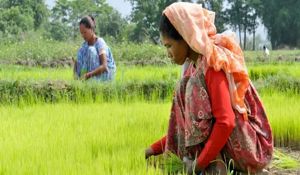 What financial factors influence farming choi..