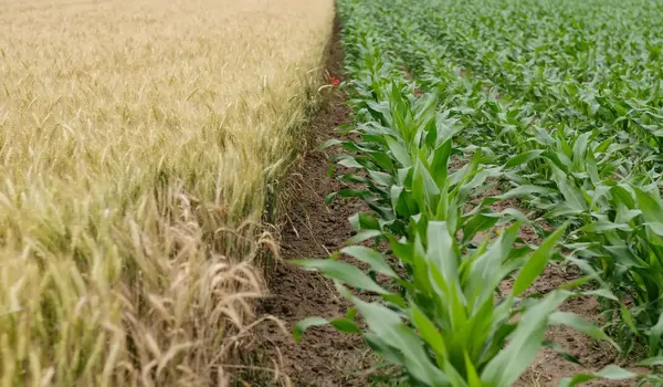 How Does Crop Rotation Benefit Long-Term Soil..