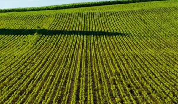 How Do Farmers Prevent Soil Erosion in Agricultural Fields?