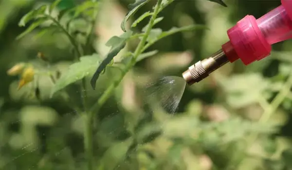 What Are the Advantages of Using Bio-Pesticid..