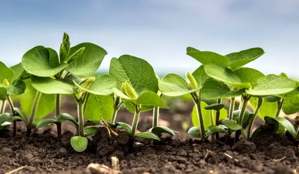 How Do Plant Growth Regulators Impact Crop Qu..