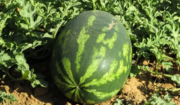 Can NPK 0-52-34 Be Combined with Other Fertilizers for Enhanced Flowering and Fruit Production?