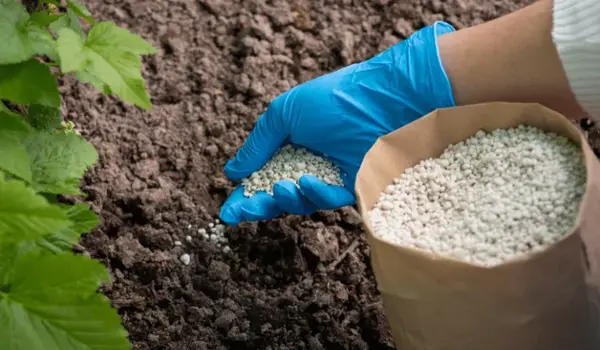 How does NPK 19-19-19 fertilizer improve crop..