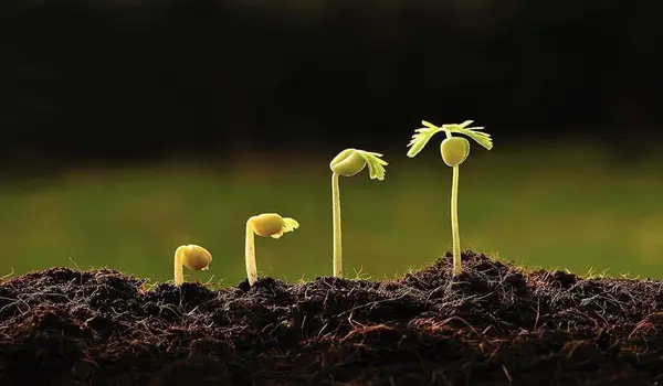 Can NPK 12-32-16 be combined with organic fer..