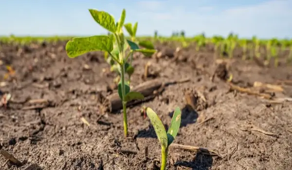 How Does NPK 12-32-16 Fertilizer Support Earl..