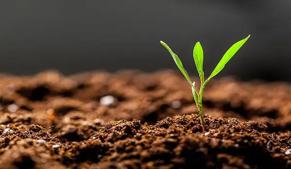 What are the Best Practices for Combining NPK 19-19-19 with Organic Soil Enhancers for Improved Crop Health?