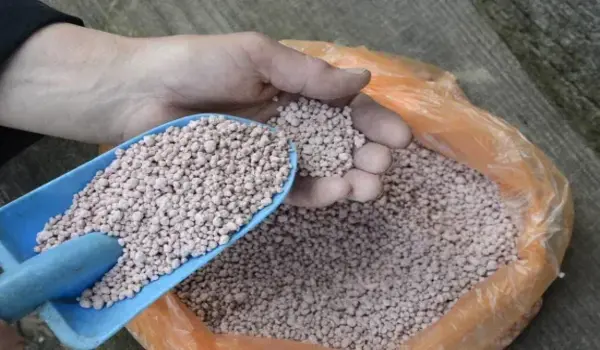 What Role Do Balanced Fertilizers Like NPK 19..