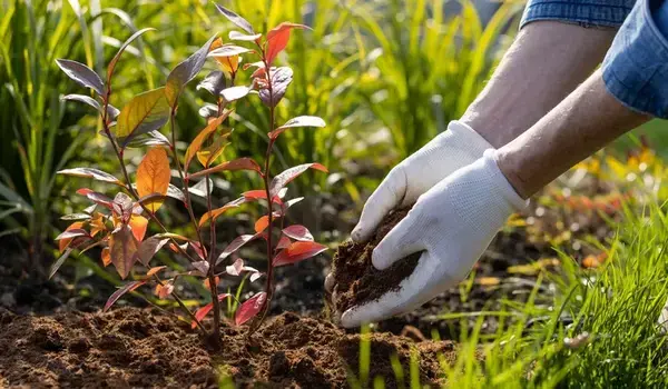 In What Ways Does NPK 0-52-34 Impact Root Gro..