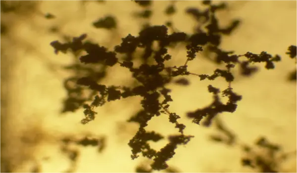 ट्राइकोडर्मा विरिडे (trichoderma viride) का क..