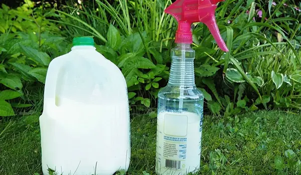 क्या जैविक फंगीसाइड (organic fungicide) रासाय..