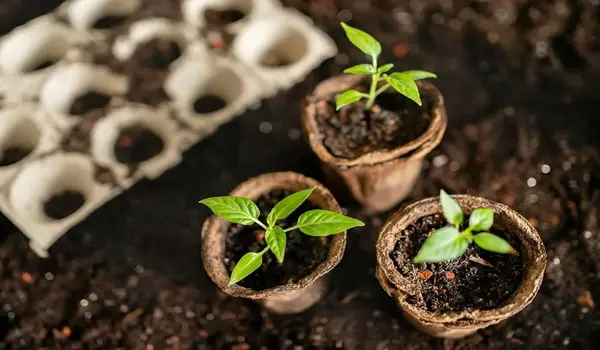 जिंक सल्फेट के उपयोग (zinc sulphate uses agri..