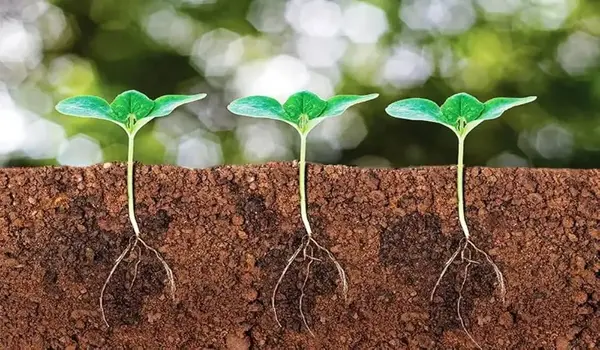 जिंक सल्फेट (zinc sulphate for agriculture)के..