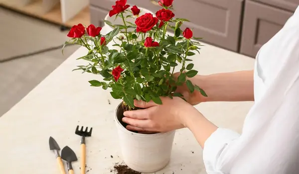 फूलों के पौधों के लिए लिक्विड फर्टिलाइज़र (li..