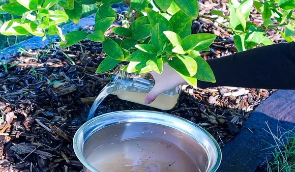 Liquid Fertilizer for Plants: The Secret to F..