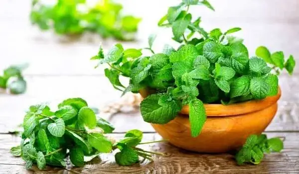 Boosting Plant Immunity Naturally with Mangan..