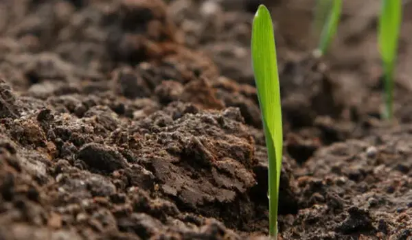 Choosing npk 00 00 50 for Modern Farming: Efficiency Meets Sustainability