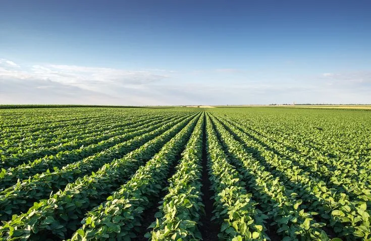 0-52-34 Fertilizer: Increasing Crop Yield thr..