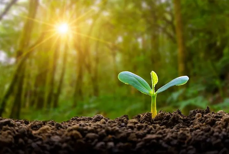 How Magnesium Sulphate Fertilizer Improves Ph..
