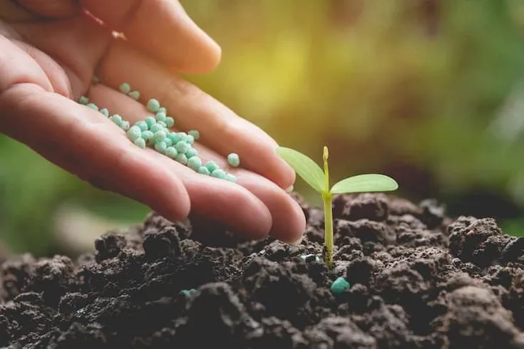 The Role of Biofertilizers in Organic Farming