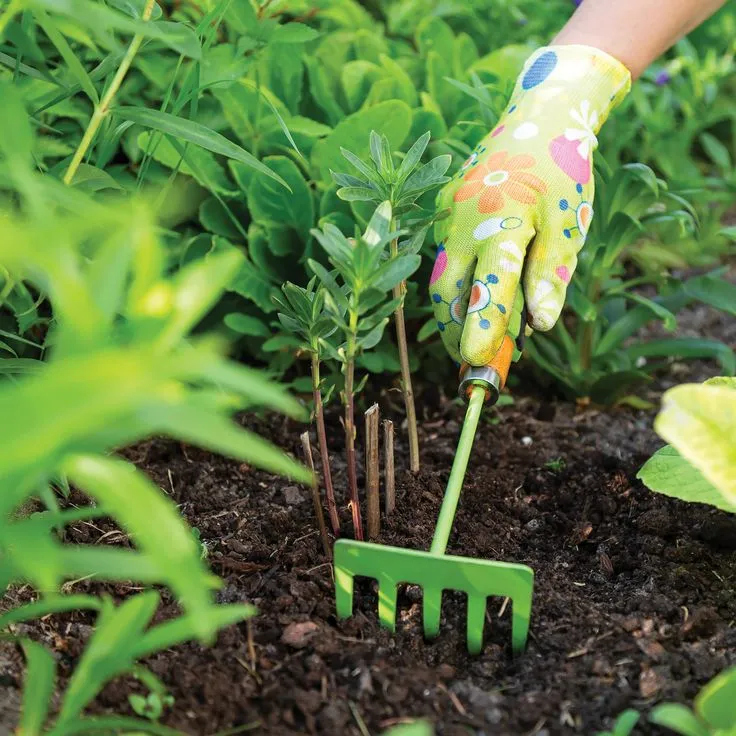 Understanding the Role of DAP Fertilizer in R..