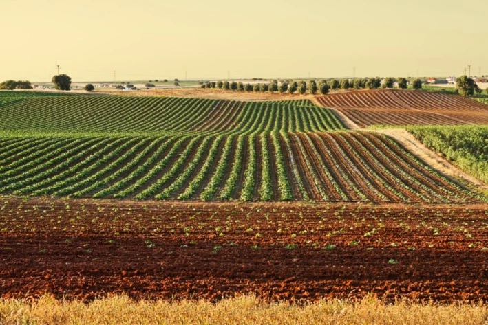 Sodium Bicarbonate in Organic Farming: Eco-Fr..