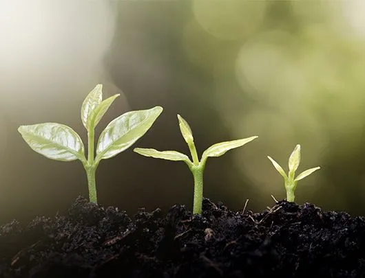 Top 5 Crops That Thrive with Azotobacter Biof..