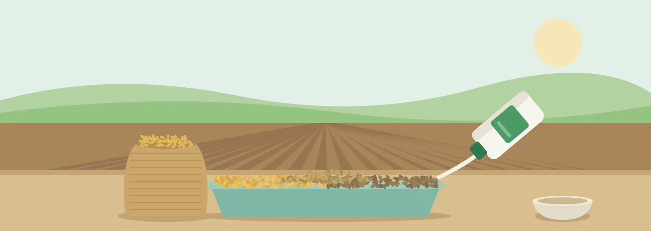 Biofertilizer seed treatment for Rabi crops: liquid culture poured onto wheat seed in a plastic tray beside a seed sack
